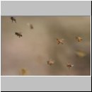 Apis mellifera - Honigbiene 05.jpg